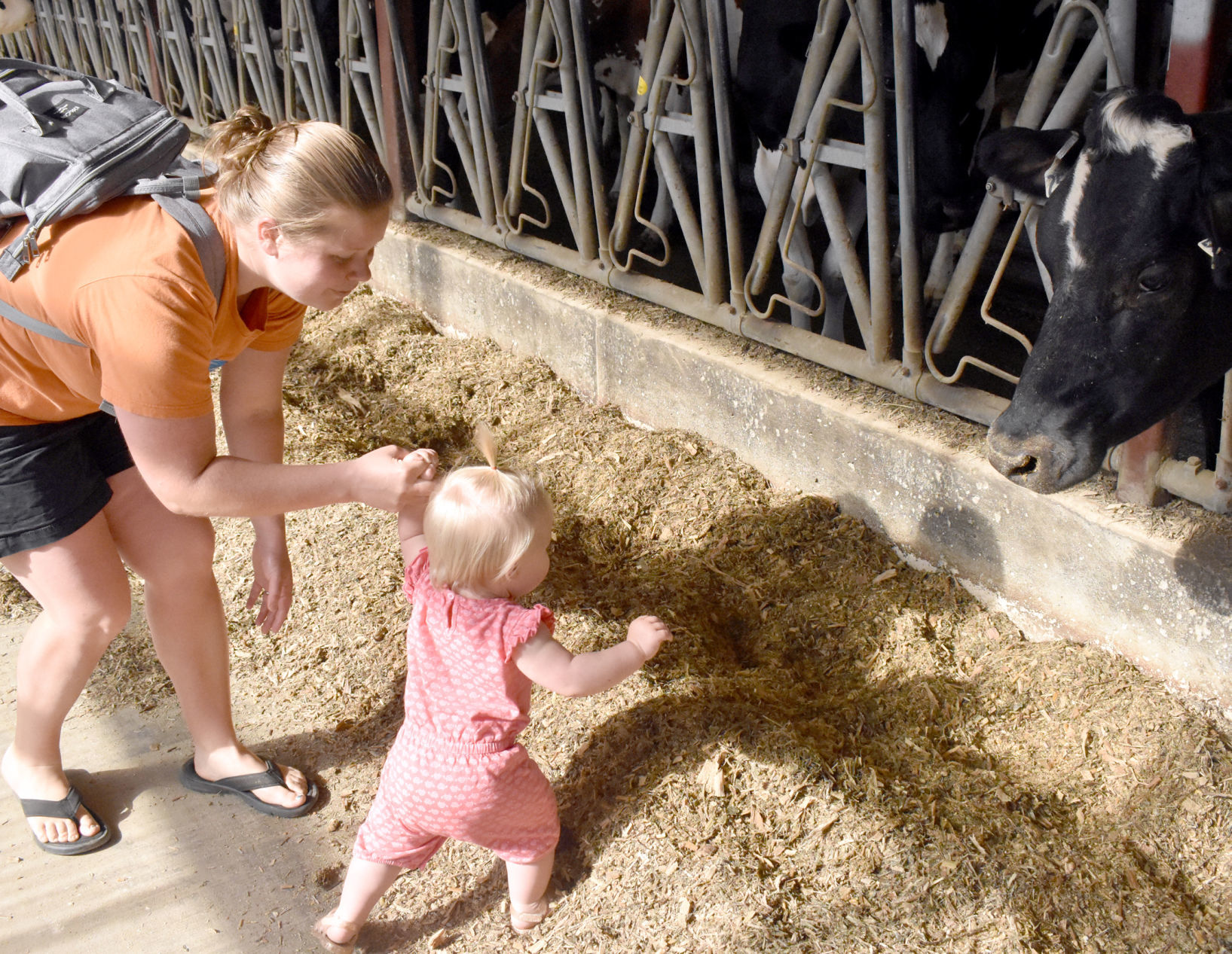 Emma Kraus, 1, says hello to the cows